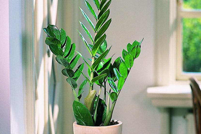 stueplanter i direkte sol stueplanter i direkte sol